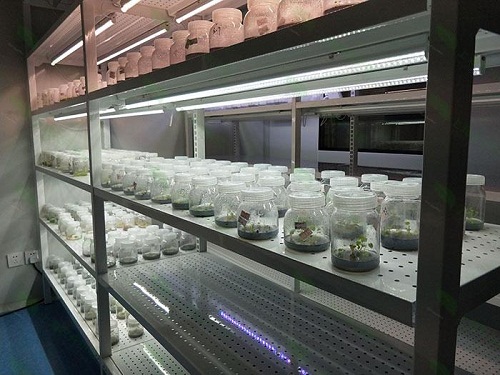 邛崃植物组织培养实验室设计建设方案